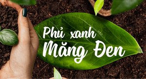 TRỒNG RỪNG